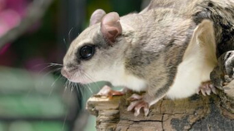Tiny Creatures – Season 1 - Episode 5 – Louisiana