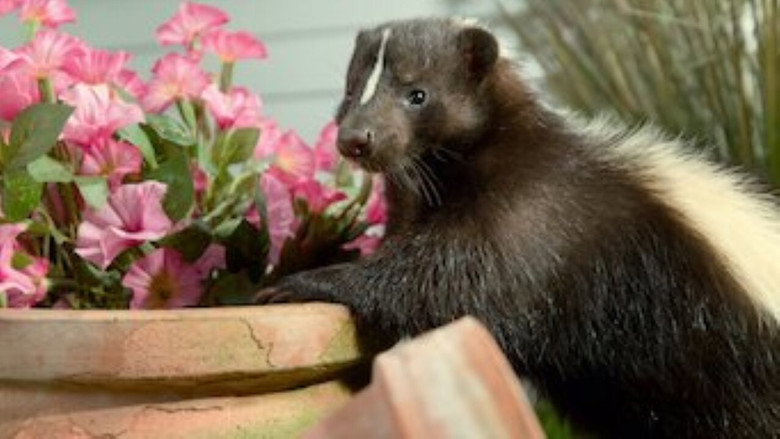 Tiny Creatures – Season 1 - Episode 8 – New Hampshire