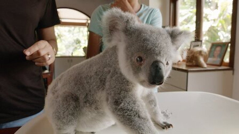Izzy's Koala World – Season 1 - Episode 7 – Leia's Ready for Release