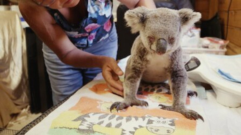 Izzy's Koala World – Season 2 - Episode 2 – Flame's Rescue