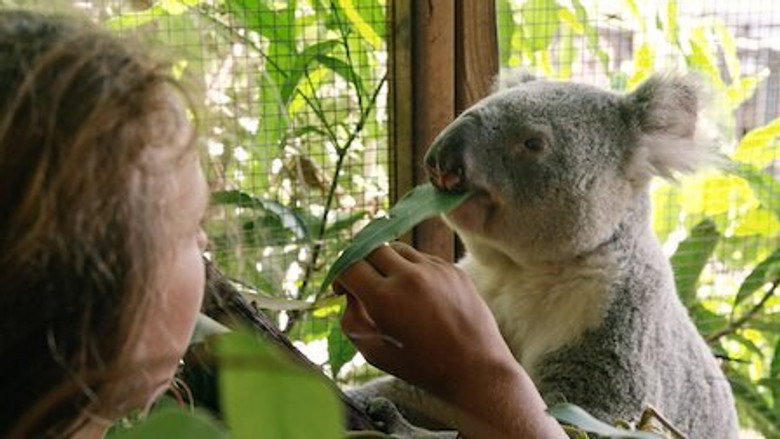 Izzy's Koala World – Season 2 - Episode 4 – Earning StormBoy's Trust