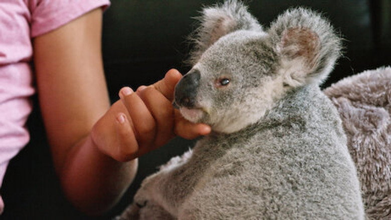 Izzy's Koala World – Season 2 - Episode 6 – Cheer Up, StormBoy
