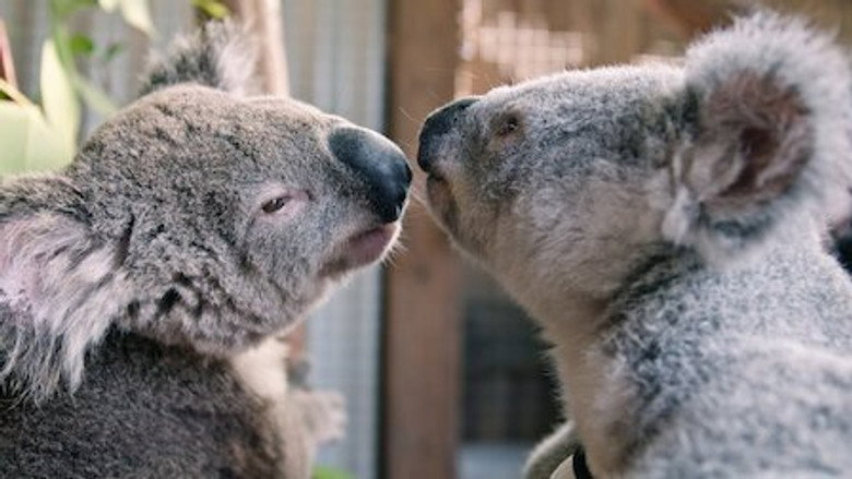 Izzy's Koala World – Season 2 - Episode 8 – Chompy's Big Move