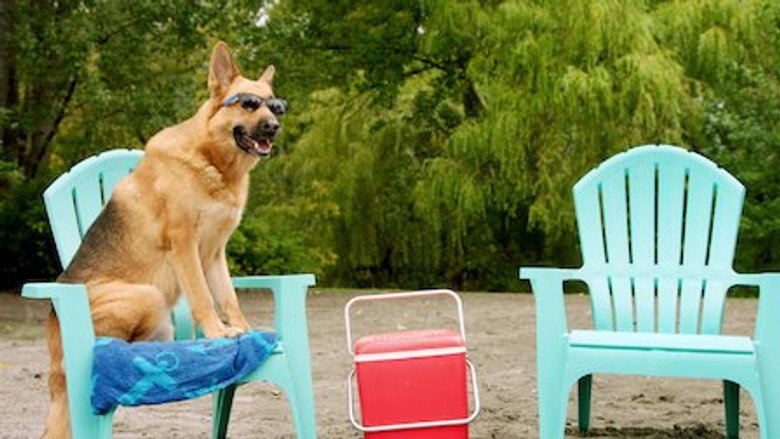 Pup Academy – Season 1 - Episode 6 – Spark Strays